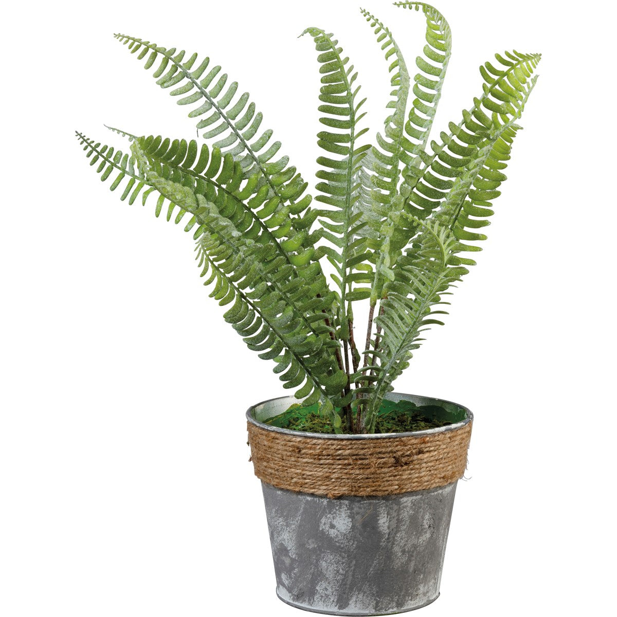 PLANTER FERN